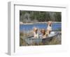 Golden Retrievers in Boat, USA-Lynn M^ Stone-Framed Premium Photographic Print