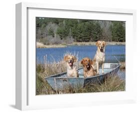 Golden Retrievers in Boat, USA-Lynn M^ Stone-Framed Photographic Print