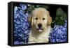 Golden Retriver Pup Blue Hydrangea Petal in its Mouth, Kingston, Illinois, USA-Lynn M^ Stone-Framed Stretched Canvas