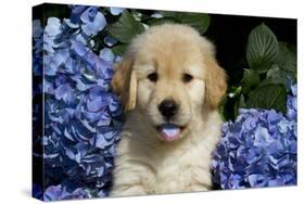 Golden Retriver Pup Blue Hydrangea Petal in its Mouth, Kingston, Illinois, USA-Lynn M^ Stone-Stretched Canvas