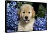 Golden Retriver Pup Blue Hydrangea Petal in its Mouth, Kingston, Illinois, USA-Lynn M^ Stone-Framed Stretched Canvas