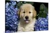 Golden Retriver Pup Blue Hydrangea Petal in its Mouth, Kingston, Illinois, USA-Lynn M^ Stone-Stretched Canvas