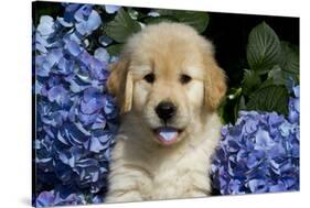 Golden Retriver Pup Blue Hydrangea Petal in its Mouth, Kingston, Illinois, USA-Lynn M^ Stone-Stretched Canvas