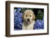 Golden Retriver Pup Blue Hydrangea Petal in its Mouth, Kingston, Illinois, USA-Lynn M^ Stone-Framed Photographic Print