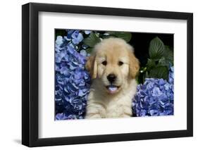 Golden Retriver Pup Blue Hydrangea Petal in its Mouth, Kingston, Illinois, USA-Lynn M^ Stone-Framed Photographic Print