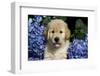 Golden Retriver Pup Blue Hydrangea Petal in its Mouth, Kingston, Illinois, USA-Lynn M^ Stone-Framed Photographic Print