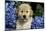 Golden Retriver Pup Blue Hydrangea Petal in its Mouth, Kingston, Illinois, USA-Lynn M^ Stone-Mounted Photographic Print