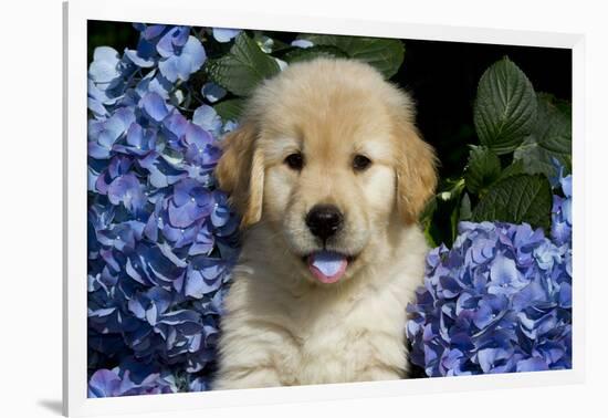 Golden Retriver Pup Blue Hydrangea Petal in its Mouth, Kingston, Illinois, USA-Lynn M^ Stone-Framed Photographic Print