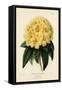 Golden Rhododendron, Rhodendron Aureum Magniflorum-James Andrews-Framed Stretched Canvas