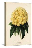 Golden Rhododendron, Rhodendron Aureum Magniflorum-James Andrews-Stretched Canvas