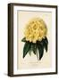 Golden Rhododendron, Rhodendron Aureum Magniflorum-James Andrews-Framed Giclee Print