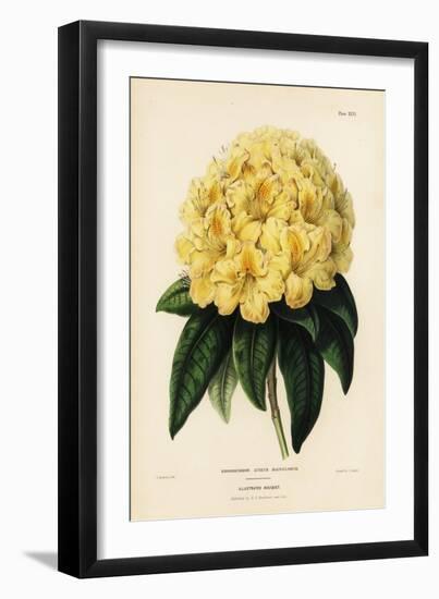 Golden Rhododendron, Rhodendron Aureum Magniflorum-James Andrews-Framed Giclee Print