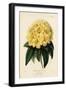 Golden Rhododendron, Rhodendron Aureum Magniflorum-James Andrews-Framed Giclee Print