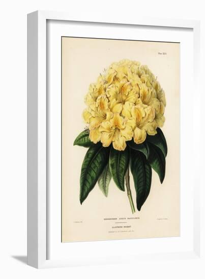 Golden Rhododendron, Rhodendron Aureum Magniflorum-James Andrews-Framed Giclee Print