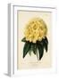 Golden Rhododendron, Rhodendron Aureum Magniflorum-James Andrews-Framed Giclee Print