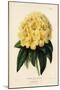 Golden Rhododendron, Rhodendron Aureum Magniflorum-James Andrews-Mounted Giclee Print