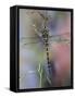 Golden-Ringed Dragonfly (Cordulegaster Boltonii) UK-Kim Taylor-Framed Stretched Canvas