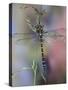 Golden-Ringed Dragonfly (Cordulegaster Boltonii) UK-Kim Taylor-Stretched Canvas