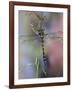 Golden-Ringed Dragonfly (Cordulegaster Boltonii) UK-Kim Taylor-Framed Photographic Print