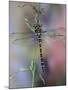 Golden-Ringed Dragonfly (Cordulegaster Boltonii) UK-Kim Taylor-Mounted Photographic Print