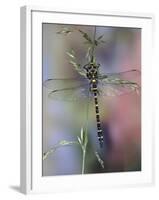 Golden-Ringed Dragonfly (Cordulegaster Boltonii) UK-Kim Taylor-Framed Photographic Print