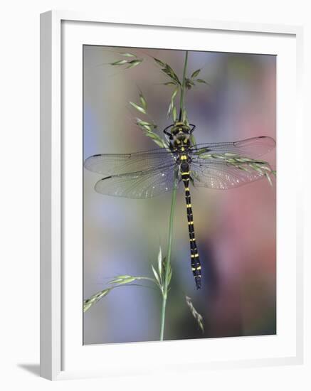 Golden-Ringed Dragonfly (Cordulegaster Boltonii) UK-Kim Taylor-Framed Photographic Print