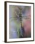 Golden-Ringed Dragonfly (Cordulegaster Boltonii) UK-Kim Taylor-Framed Photographic Print
