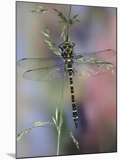 Golden-Ringed Dragonfly (Cordulegaster Boltonii) UK-Kim Taylor-Mounted Photographic Print