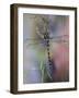 Golden-Ringed Dragonfly (Cordulegaster Boltonii) UK-Kim Taylor-Framed Photographic Print