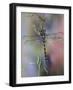 Golden-Ringed Dragonfly (Cordulegaster Boltonii) UK-Kim Taylor-Framed Photographic Print