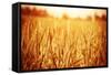 Golden Ripe Wheat Field, Sunny Day-Anna Omelchenko-Framed Stretched Canvas