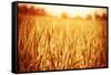 Golden Ripe Wheat Field, Sunny Day-Anna Omelchenko-Framed Stretched Canvas