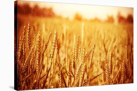 Golden Ripe Wheat Field, Sunny Day-Anna Omelchenko-Stretched Canvas