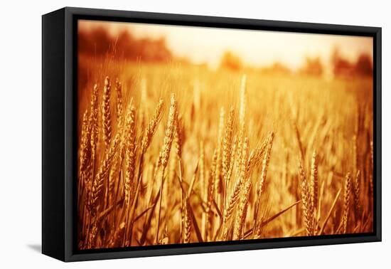 Golden Ripe Wheat Field, Sunny Day-Anna Omelchenko-Framed Stretched Canvas