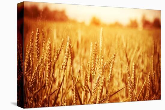 Golden Ripe Wheat Field, Sunny Day-Anna Omelchenko-Stretched Canvas