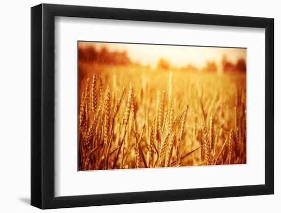 Golden Ripe Wheat Field, Sunny Day-Anna Omelchenko-Framed Premium Photographic Print
