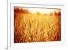 Golden Ripe Wheat Field, Sunny Day-Anna Omelchenko-Framed Photographic Print