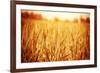 Golden Ripe Wheat Field, Sunny Day-Anna Omelchenko-Framed Photographic Print