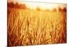 Golden Ripe Wheat Field, Sunny Day-Anna Omelchenko-Mounted Photographic Print