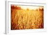 Golden Ripe Wheat Field, Sunny Day-Anna Omelchenko-Framed Photographic Print