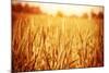 Golden Ripe Wheat Field, Sunny Day-Anna Omelchenko-Mounted Photographic Print