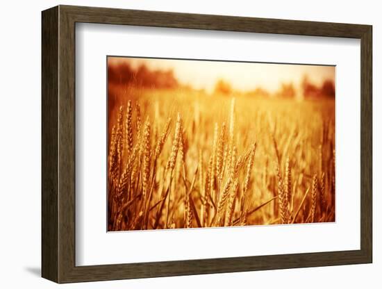 Golden Ripe Wheat Field, Sunny Day-Anna Omelchenko-Framed Photographic Print
