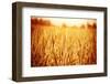 Golden Ripe Wheat Field, Sunny Day-Anna Omelchenko-Framed Photographic Print