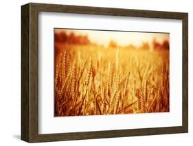 Golden Ripe Wheat Field, Sunny Day-Anna Omelchenko-Framed Photographic Print