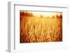 Golden Ripe Wheat Field, Sunny Day-Anna Omelchenko-Framed Photographic Print