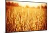 Golden Ripe Wheat Field, Sunny Day-Anna Omelchenko-Mounted Photographic Print