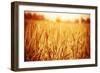 Golden Ripe Wheat Field, Sunny Day-Anna Omelchenko-Framed Photographic Print