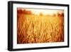 Golden Ripe Wheat Field, Sunny Day-Anna Omelchenko-Framed Photographic Print