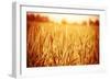 Golden Ripe Wheat Field, Sunny Day-Anna Omelchenko-Framed Photographic Print