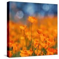 Golden Riverside Poppies (Square), Merced River Canyon-Vincent James-Stretched Canvas